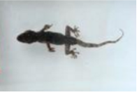 爬行類動物浸制標本